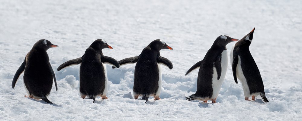 Pinguïns tijdens een wandeling in de sneeuw door Chuanxu Ren