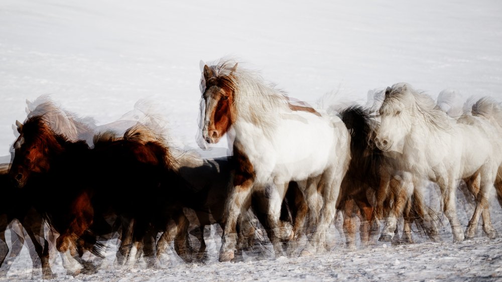 Wilde paarden in winterse beweging door Chuanxu Ren