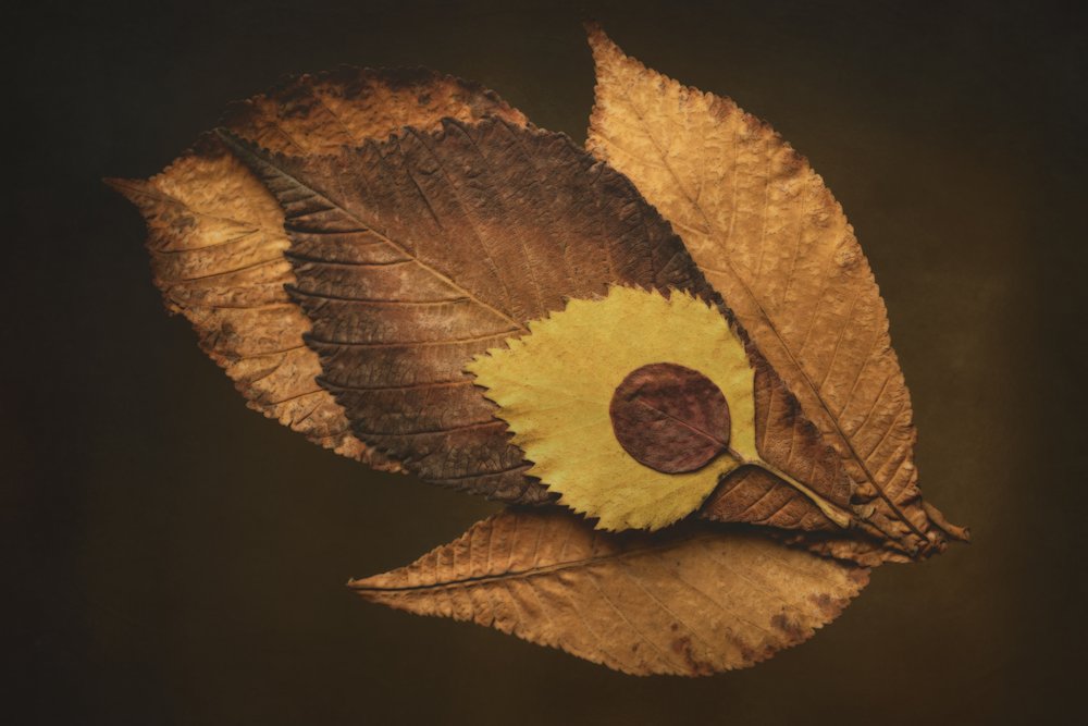 Herfstbladoog door Cicek Kiral