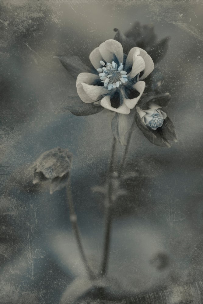 Blauwe vintagebloei door Cicek Kiral
