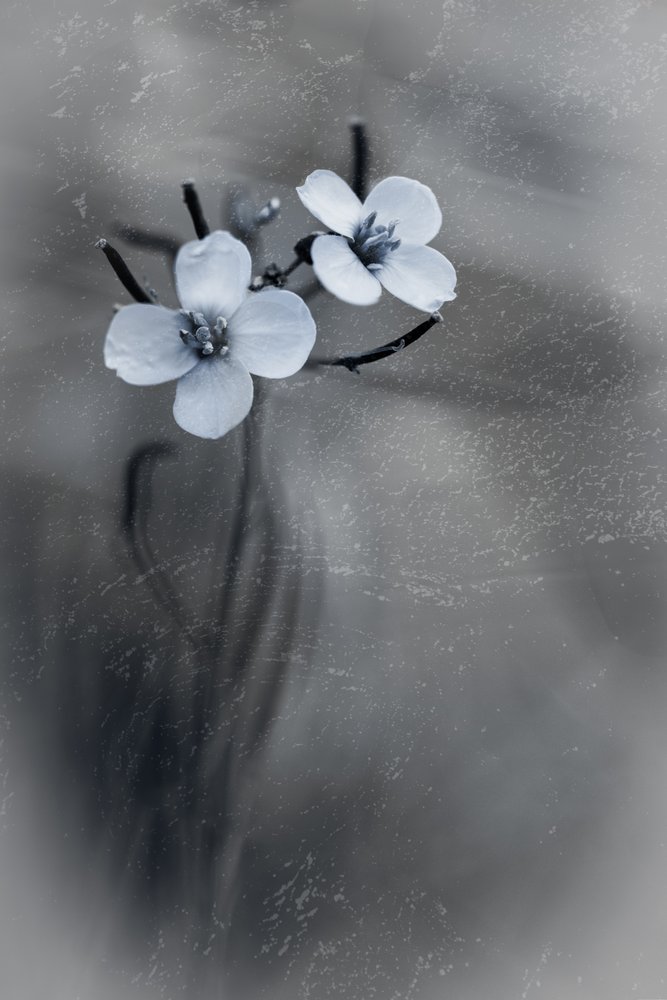 Fijne grijze bloemen door Cicek Kiral