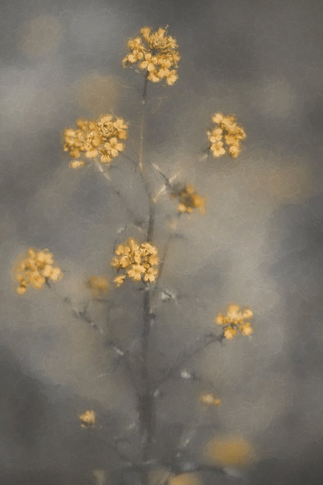 Dromerige gele bloemen door Cicek Kiral