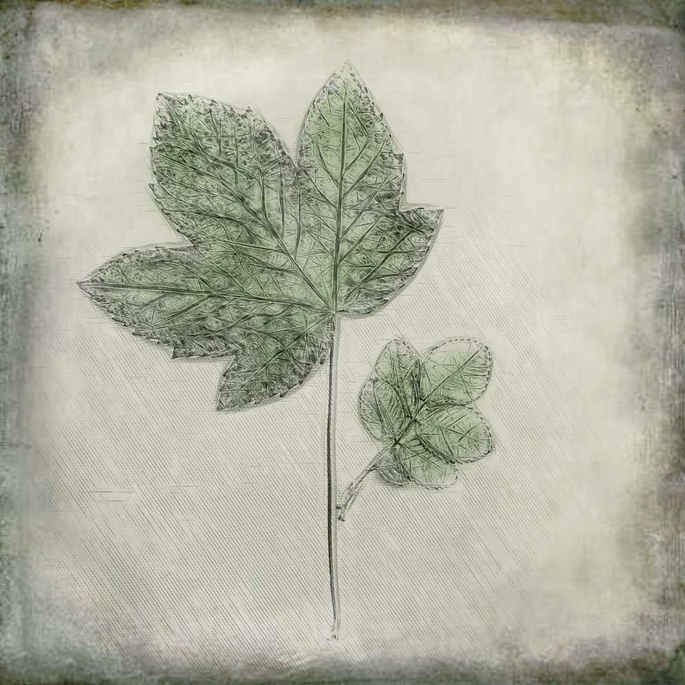 Elegante groene bladeren door Cicek Kiral
