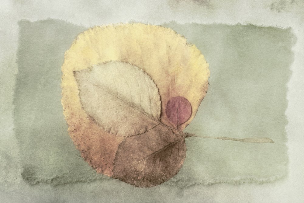 Gelaagde herfstbladeren door Cicek Kiral