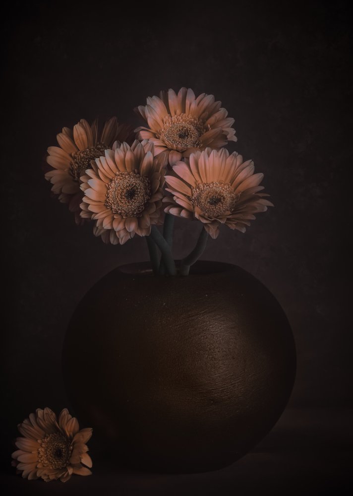 Gerbera’s in de kleur ‘Moody Peach’ door Cicek Kiral