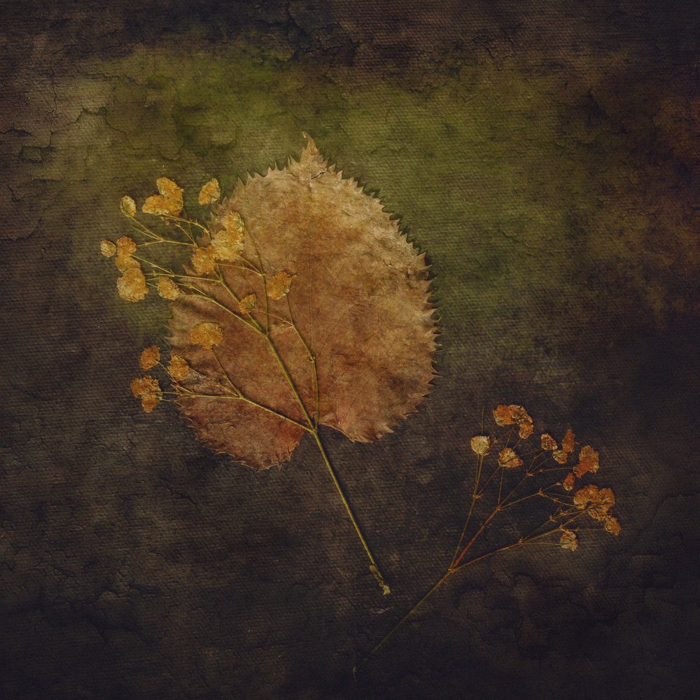 Rustieke herfstbotanica door Cicek Kiral