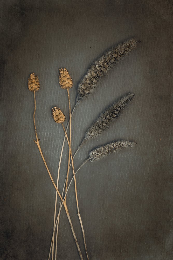 Rustieke gedroogde botanische elementen door Cicek Kiral