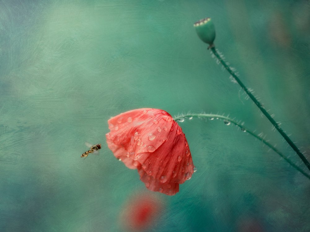 Papaver en zweefvlieg door Cristiano Giani