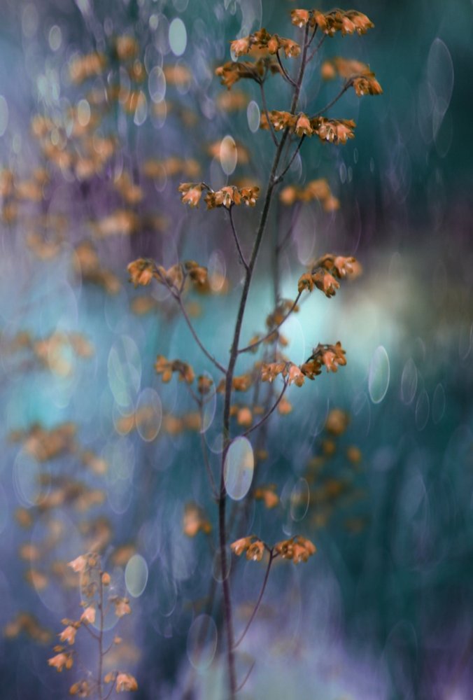 Dromerig botanisch bokeh door Delphine Devos