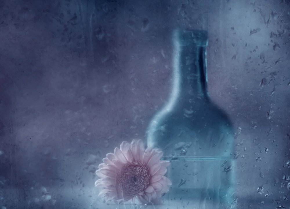 Dromerige Gerbera in de regen door Delphine Devos