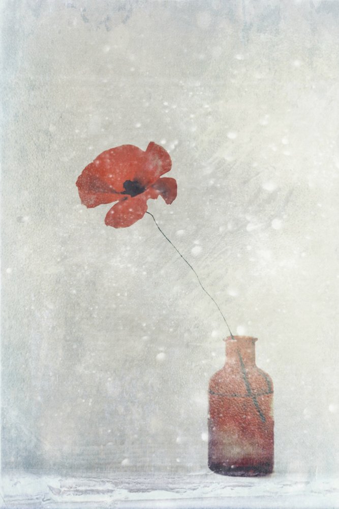 Dromerige rode papaver door Delphine Devos