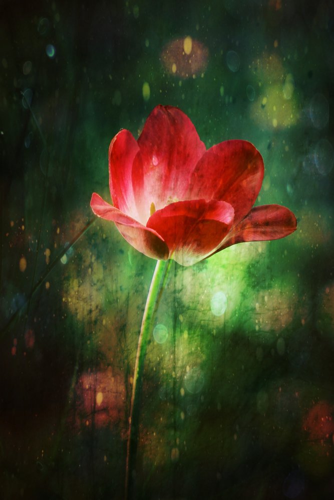 Gloeiende rode tulp door Delphine Devos