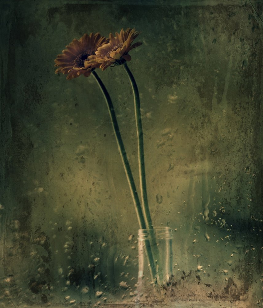 Gerbera’s voor regenachtige dagen door Delphine Devos