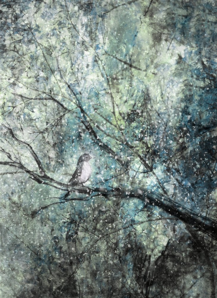 Rustige wintervogel door Delphine Devos