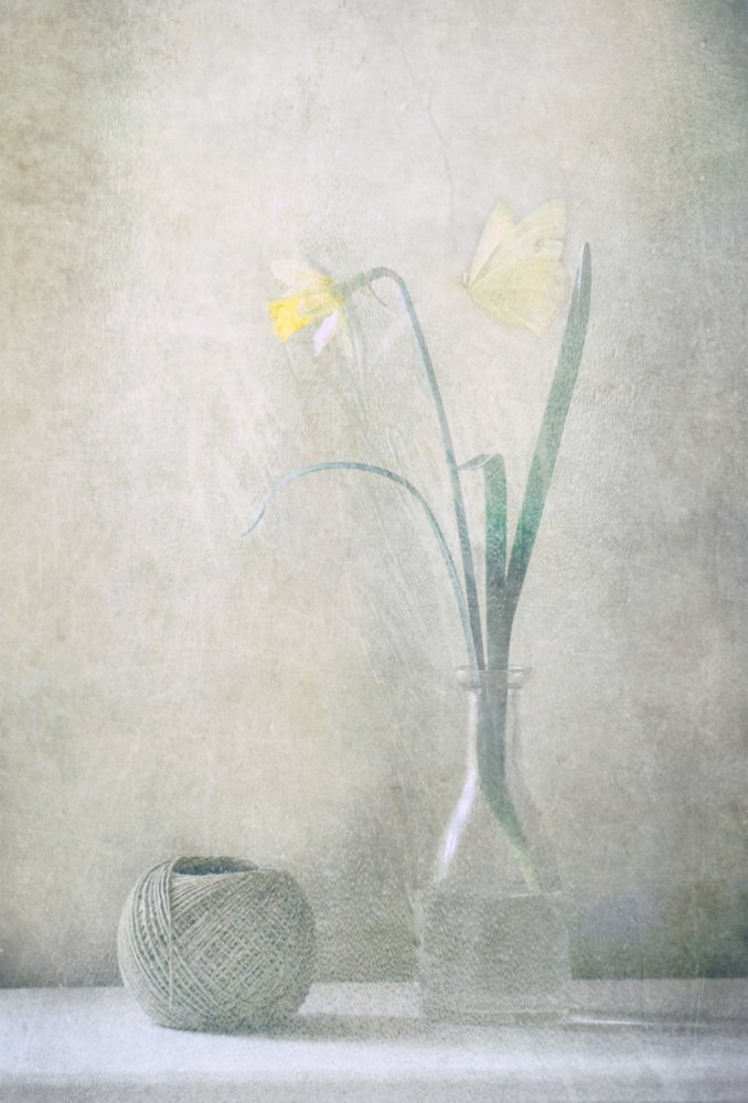 Lente-narcisvlinder door Delphine Devos