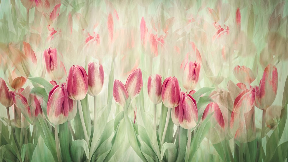 Dromerige roze tulpen door Denis O Reilly