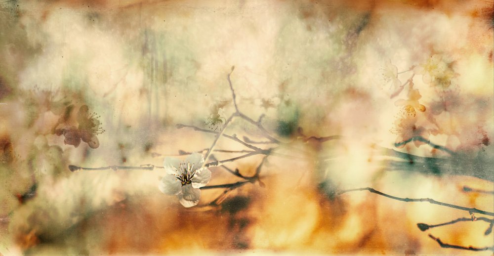Tedere bloesemdroom door Desislava Ignatova