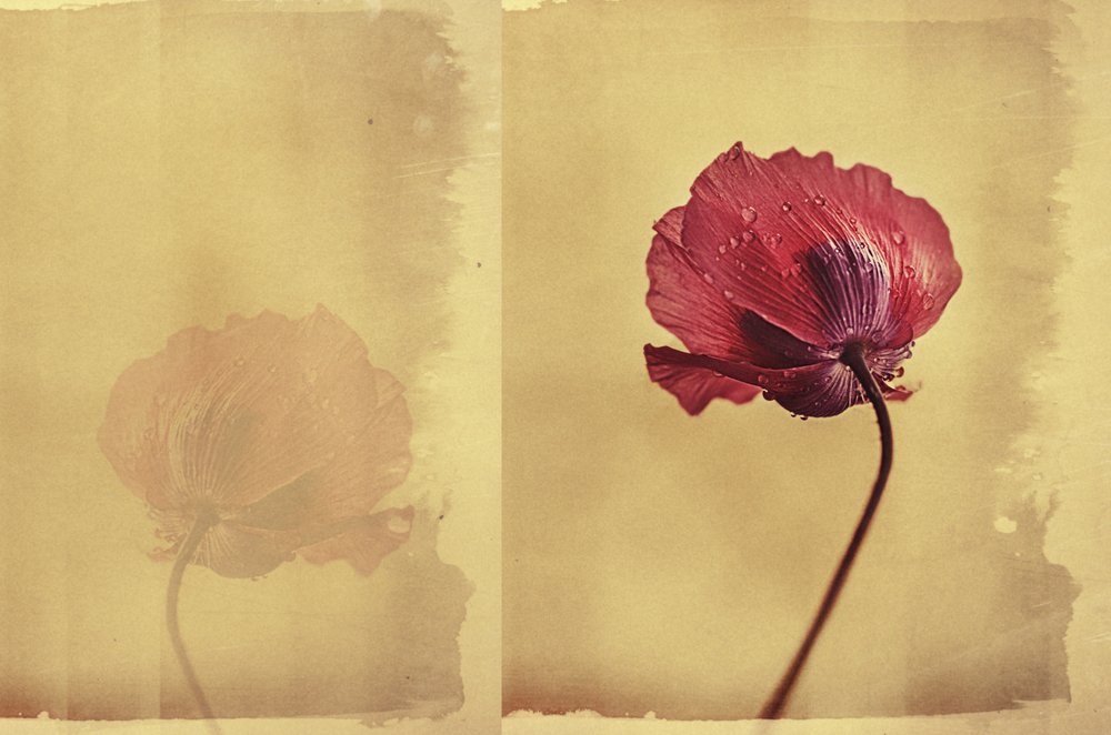 Vintage klaproosdroom door Desislava Ignatova