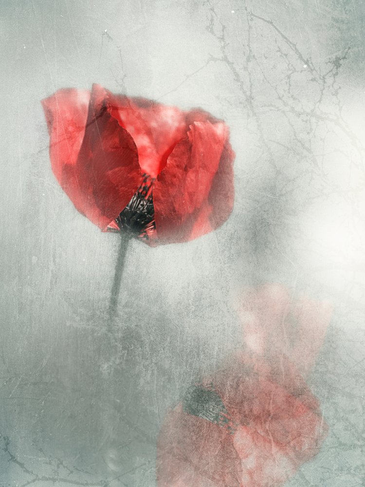 Vintage rode klaproos door Desislava Ignatova