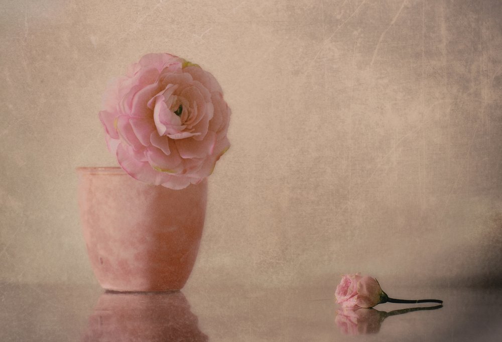 Soft Pink Ranunculus Bloom door Elena Arjona