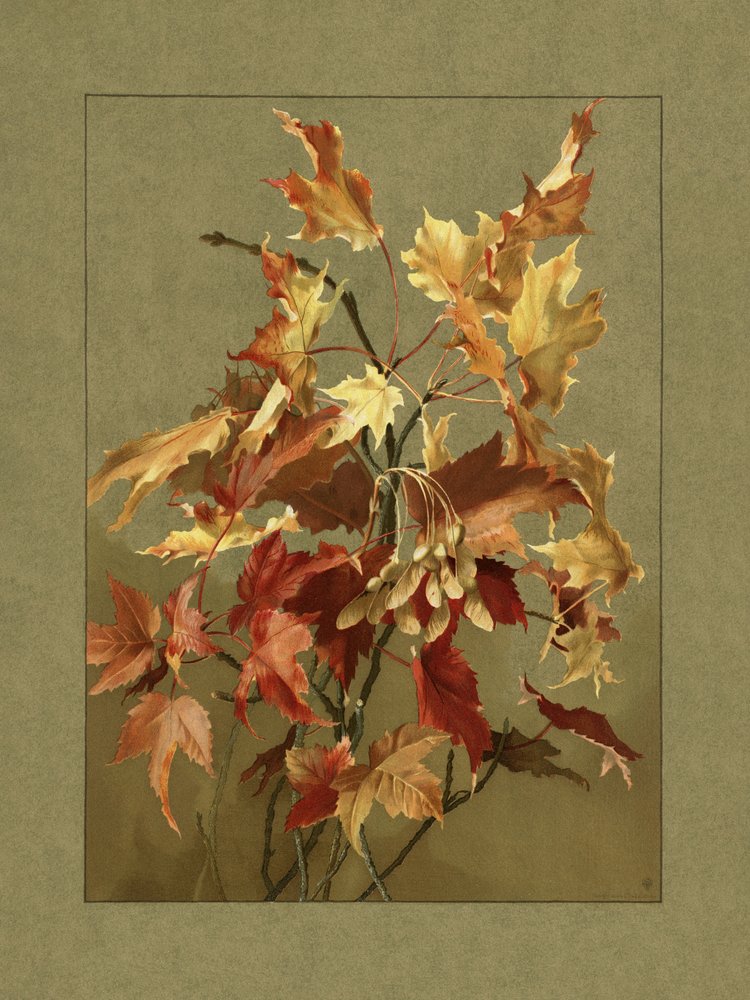 Herfstbladeren, esdoorn door Ellen Thayer Fisher