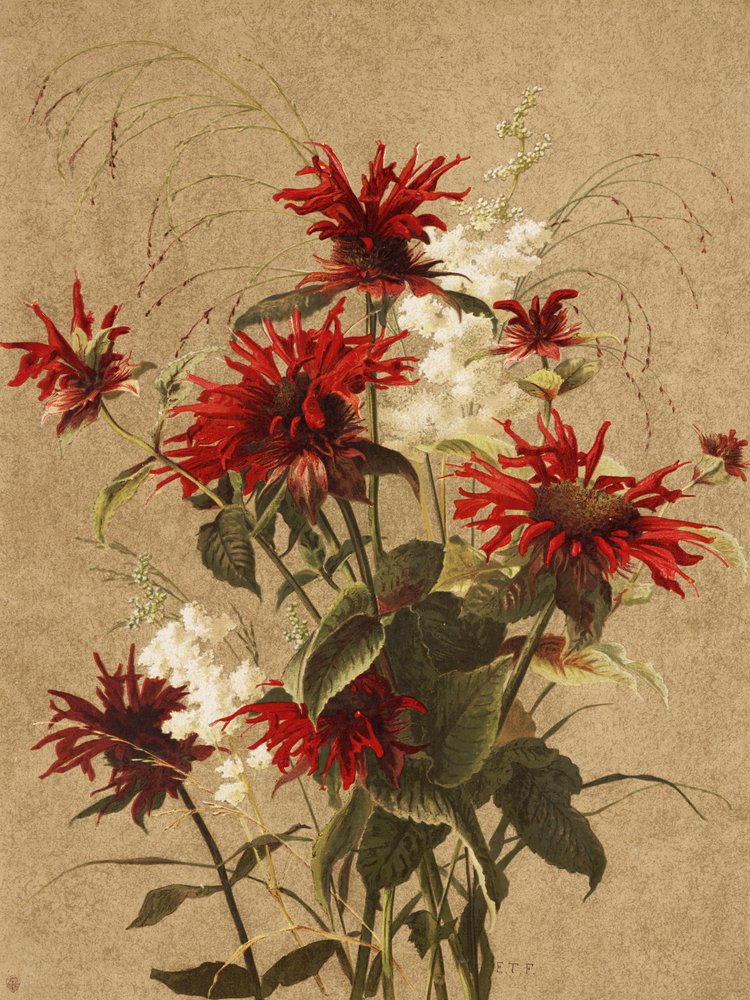 Balm en Spiraea Door Ellen Thayer Fisher door Ellen Thayer Fisher