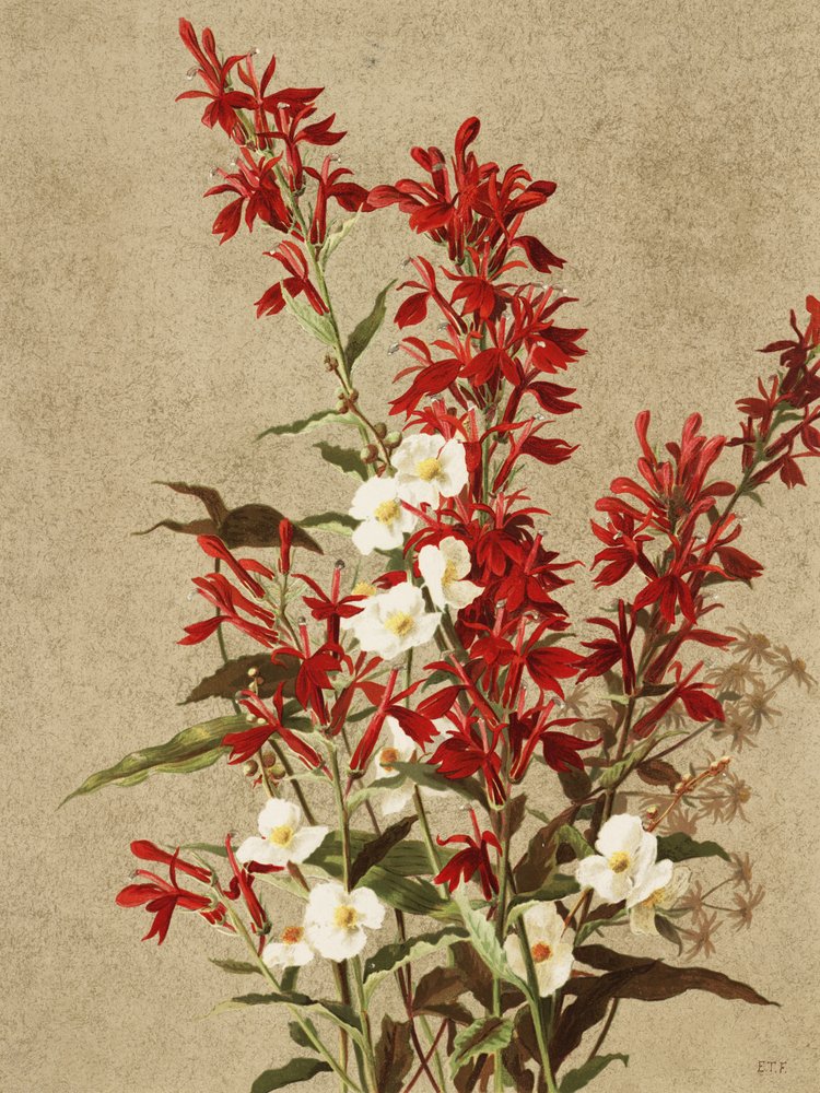 Kardinaalsbloemen door Ellen Thayer Fisher