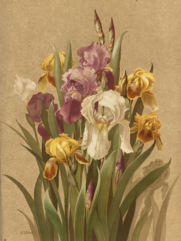 Fleur De Lis, nr. 3 door Ellen Thayer Fisher