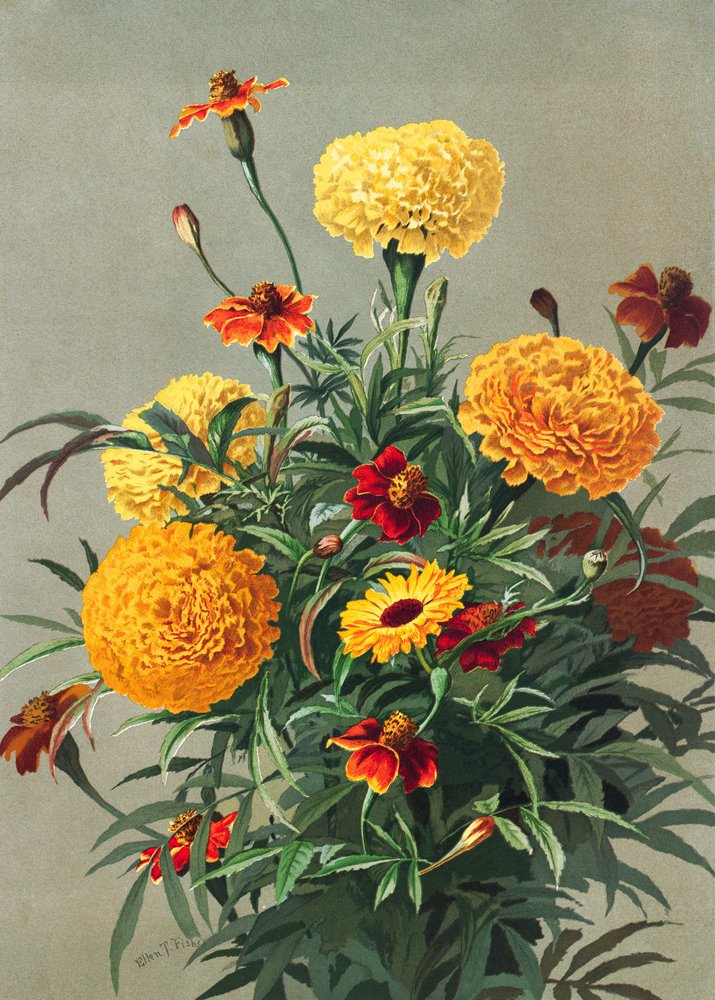 Goudsbloemen door Ellen Thayer Fisher