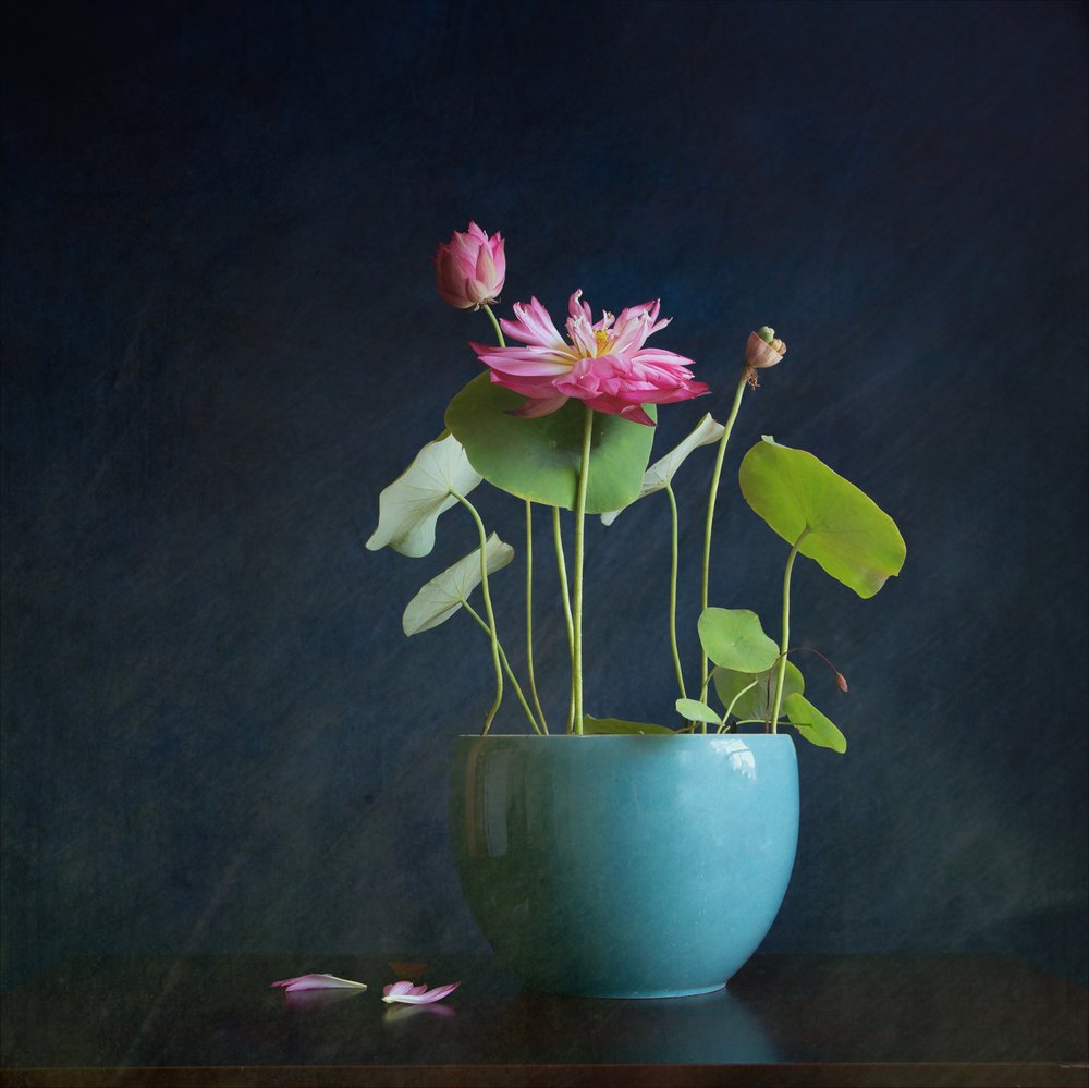 Roze Lotus-glans door Fangping Zhou