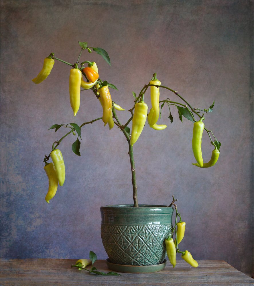 Rustieke paprika’s in pot door Fangping Zhou