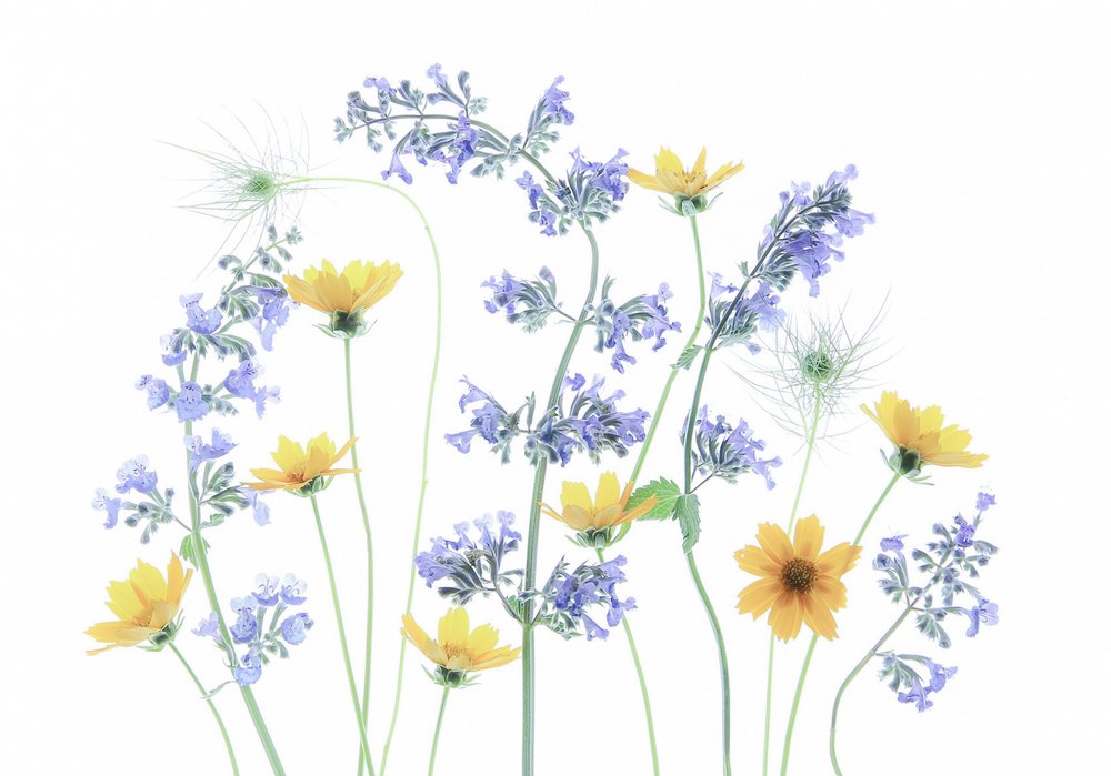 Bloemen in de wilde weide door Fangping Zhou