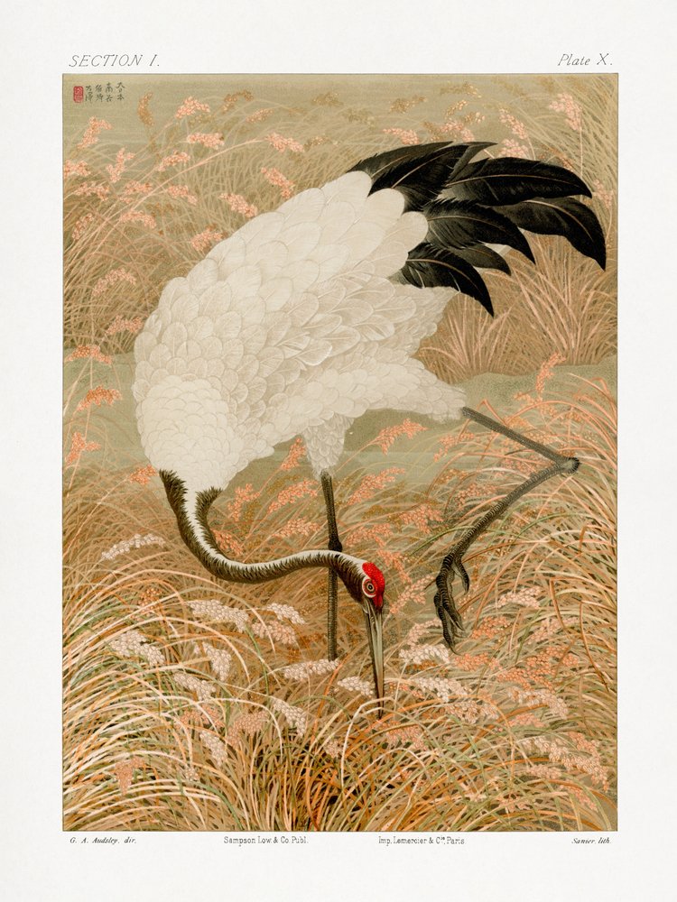Saruskraanvogel in een rijstveld door G.a. Audsley