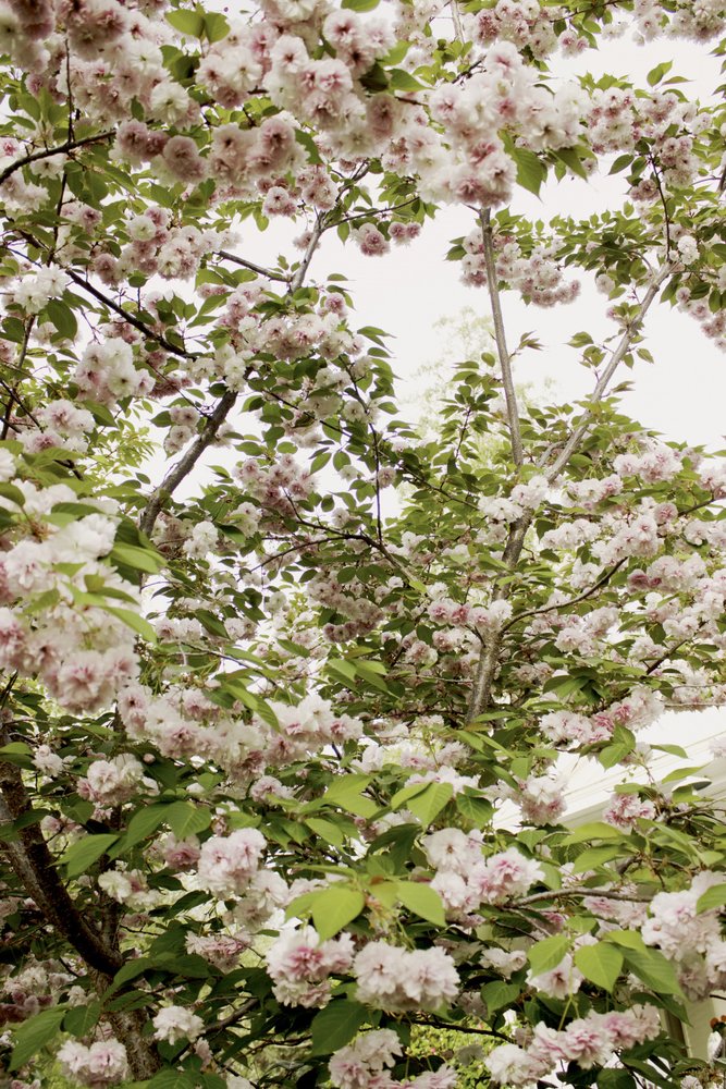 Kersenbloesems in de lente door Gemma Bardot