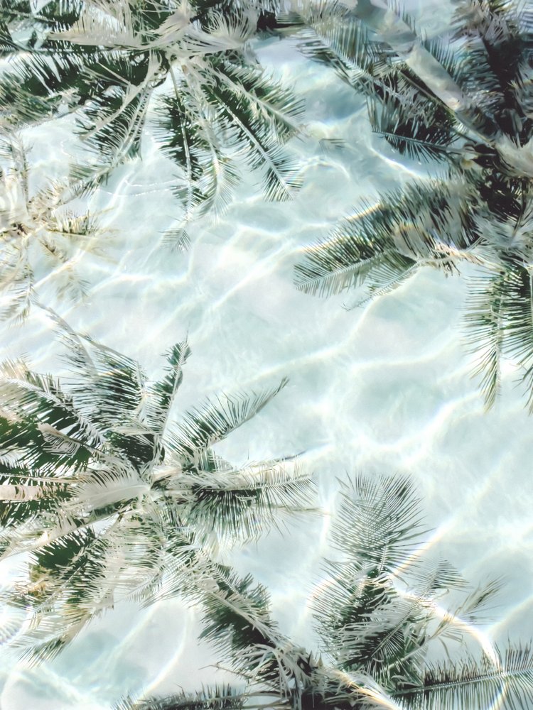 Weerspiegelingen in de Clear Water-palm door Gemma Bardot