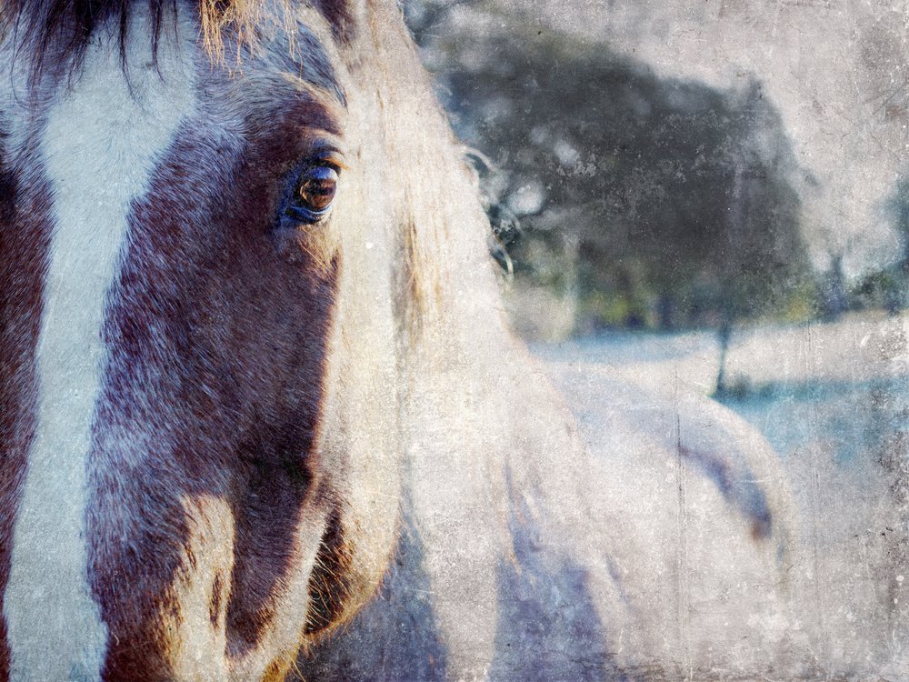 Zachte blik van een paard door Gemma Bardot