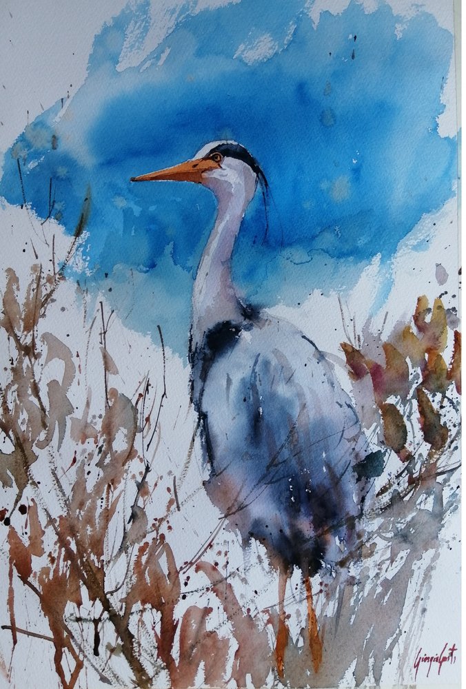 Blauwe reiger - Aquarel door Giorgio Gosti