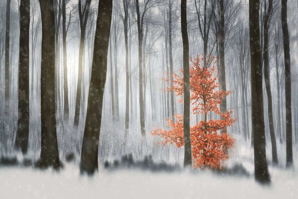 Sinaasappelboom Winterbos door Gustav Davidsson