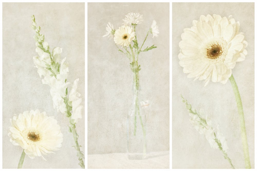 Zachte witte bloesems door Gustav Davidsson