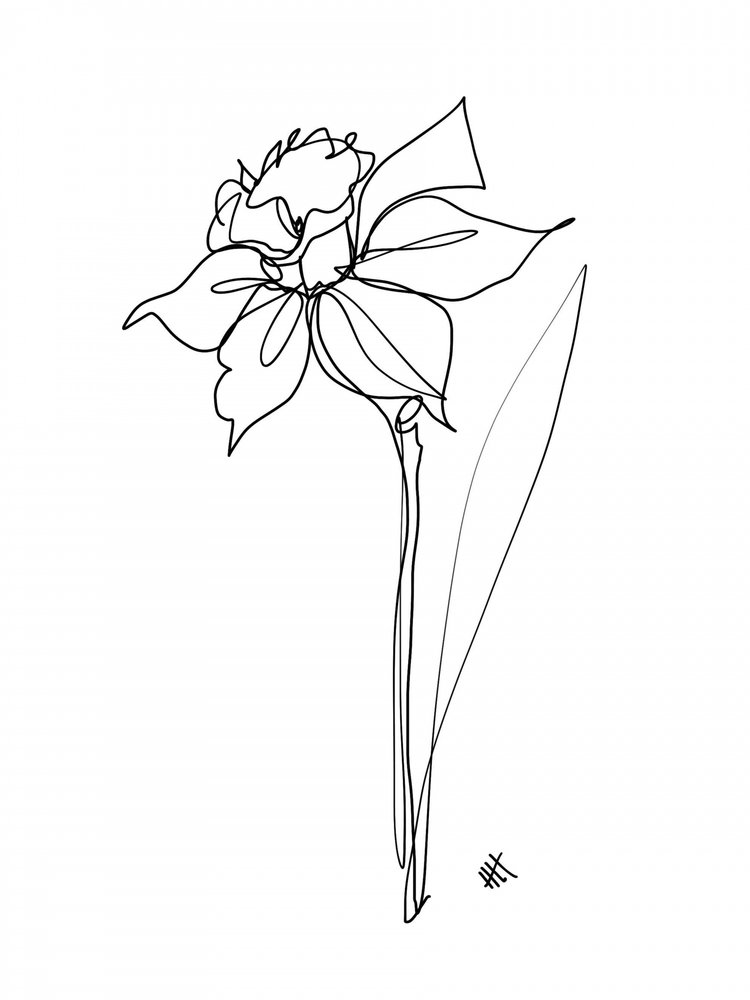 Elegante lijntekening van een narcis door Hanna Lee Tidd