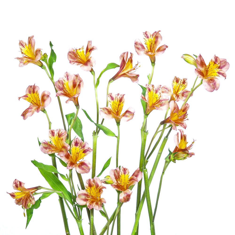 Levendig boeket met alstroemeria’s door Hardik Pandya
