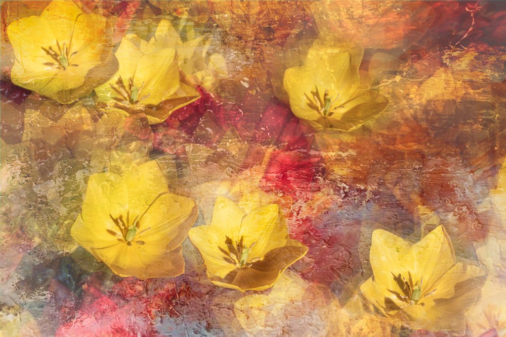 Getextureerde gele tulpen door Igor Kopcev