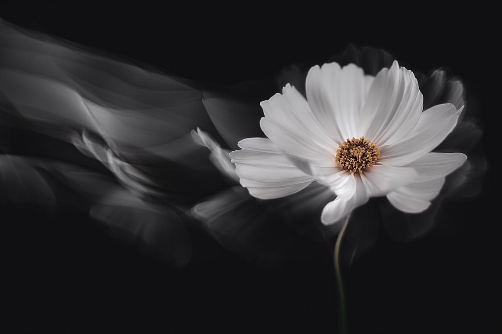 Etherische witte cosmos door Inna Karpova