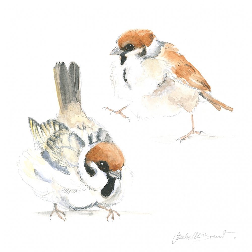 Jonge mussen door Isabelle Brent