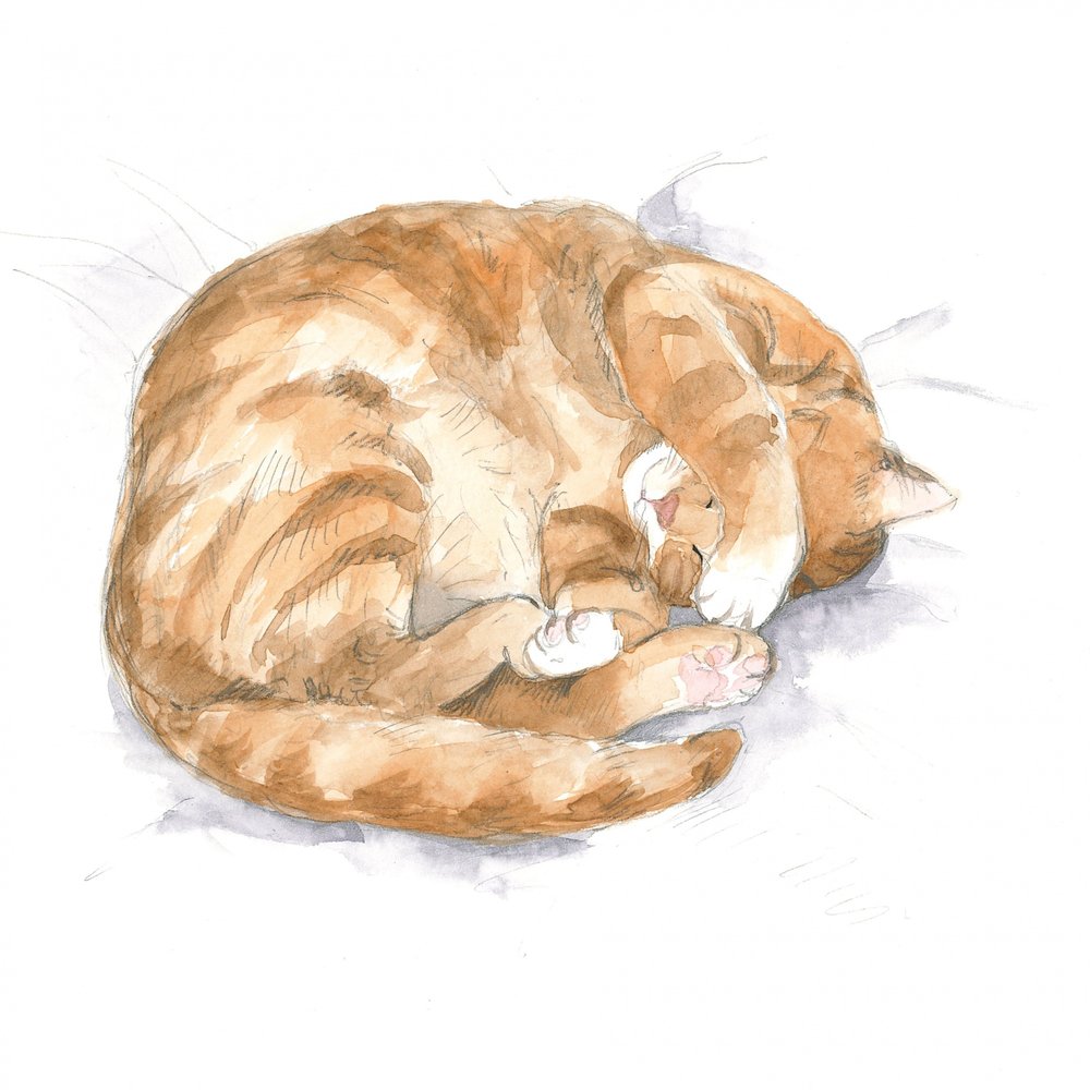 Schets van een rosse kat door Isabelle Brent