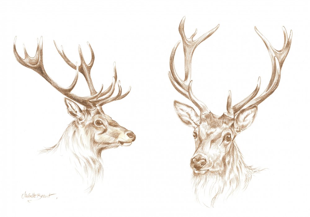 Tekening van een majestueus hert door Isabelle Brent