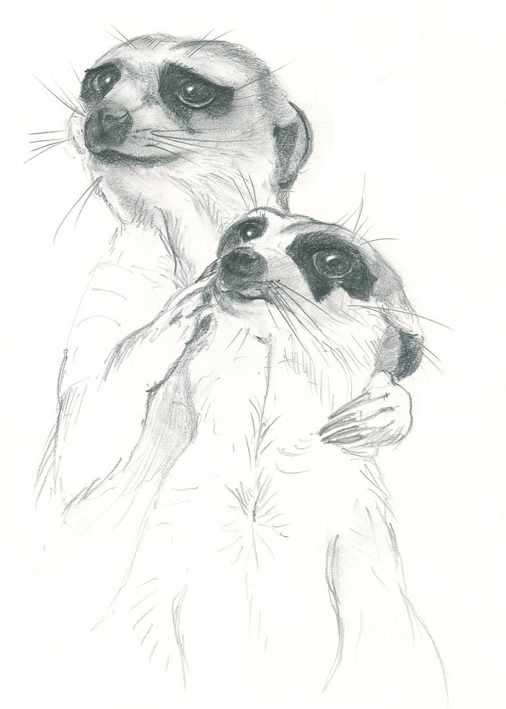 Tekening van stokstaartjes door Isabelle Brent