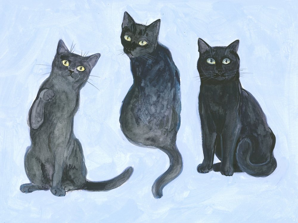 Studie van drie katten door Isabelle Brent