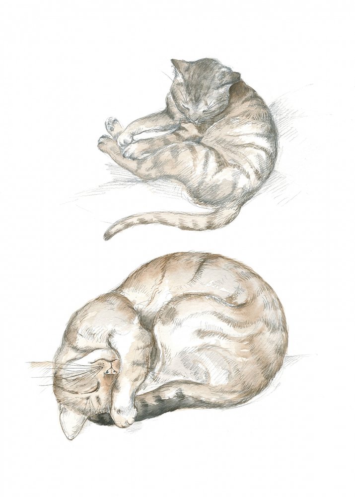 Twee kattenstudies door Isabelle Brent