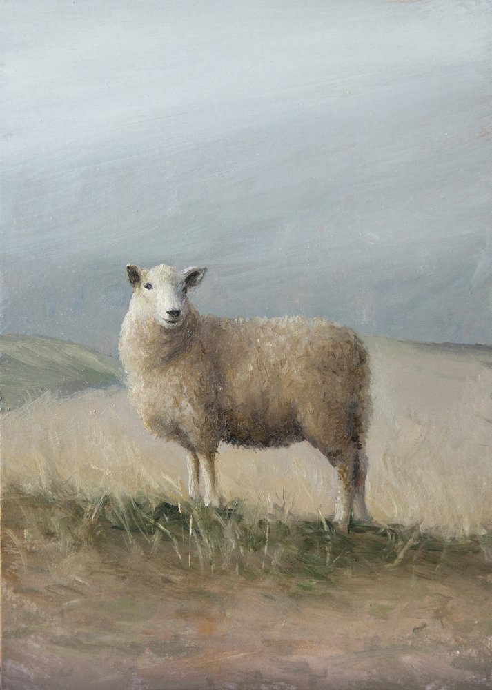 Weideschapen door James Zamora
